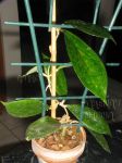 ././Photos/Plantes/Hoya_D-E-F-G/Mini/20finCT-IMG_4598.JPG