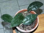 ././Photos/Plantes/Hoya_D-E-F-G/Mini/20finLsk-IMG_2300.jpg