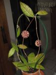 ././Photos/Plantes/Hoya_D-E-F-G/Mini/20finlayDF-IMG_5250.jpg