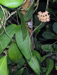 ././Photos/Plantes/Hoya_D-E-F-G/Mini/20fitchFT-IMG_1969.jpg