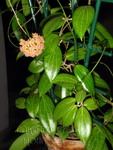 ././Photos/Plantes/Hoya_D-E-F-G/Mini/20fitchii-IMG_7222.jpg