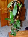 ././Photos/Plantes/Hoya_D-E-F-G/Mini/20forbesUT12-IMG_1669.jpg