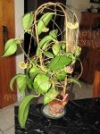 ././Photos/Plantes/Hoya_D-E-F-G/Mini/20fuscoma-IMG_2622.jpg