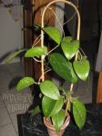 ././Photos/Plantes/Hoya_D-E-F-G/Mini/20fuscomarg-IMG_2500.jpg