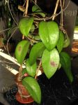 ././Photos/Plantes/Hoya_D-E-F-G/Mini/20fuscomarg-IMG_7805.jpg