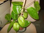 ././Photos/Plantes/Hoya_D-E-F-G/Mini/20glaSw-IMG_0013.JPG