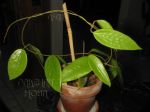 ././Photos/Plantes/Hoya_D-E-F-G/Mini/20glaTOC-IMG_6183.JPG