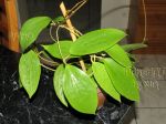 ././Photos/Plantes/Hoya_D-E-F-G/Mini/20glabrTOC-IMG_1049.jpg