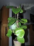 ././Photos/Plantes/Hoya_D-E-F-G/Mini/20glabraSW-IMG_1998.jpg