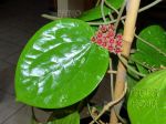 ././Photos/Plantes/Hoya_D-E-F-G/Mini/20glabraSW-IMG_2016.jpg