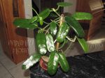 ././Photos/Plantes/Hoya_D-E-F-G/Mini/20globulo-IMG_2051.jpg