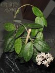 ././Photos/Plantes/Hoya_D-E-F-G/Mini/21elliptMal-IMG_8605.jpg