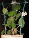 ././Photos/Plantes/Hoya_D-E-F-G/Mini/21elliptPh-IMG_8596.jpg