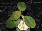 ././Photos/Plantes/Hoya_D-E-F-G/Mini/21elliptThTN-IMG_0760.jpg