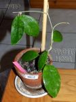 ././Photos/Plantes/Hoya_D-E-F-G/Mini/21erythTN-IMG_2535.jpg