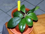 ././Photos/Plantes/Hoya_D-E-F-G/Mini/21erythroSpl-IMG_8132.jpg