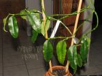 ././Photos/Plantes/Hoya_D-E-F-G/Mini/23fusca-IMG_5782.jpg