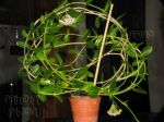 ././Photos/Plantes/Hoya_D-E-F-G/Mini/23gol-IMG_1106.JPG