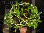 ././Photos/Plantes/Hoya_D-E-F-G/Mini/23golamc-IMG_7203.jpg