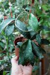 ././Photos/Plantes/Hoya_D-E-F-G/Mini/ar2014118.jpg