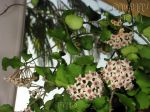 ././Photos/Plantes/Hoya_H-I-J-K-L/Mini/01kanyaku-IMG_3392.jpg