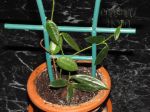 ././Photos/Plantes/Hoya_H-I-J-K-L/Mini/01lyiSR-IMG_7300.jpg