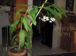 ././Photos/Plantes/Hoya_H-I-J-K-L/Mini/03javBL-IMG_4067.jpg