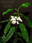 ././Photos/Plantes/Hoya_H-I-J-K-L/Mini/03lockii-IMG_9272.jpg