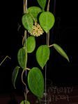 ././Photos/Plantes/Hoya_H-I-J-K-L/Mini/04E04B-hanhiae-IMG_4486a.jpg