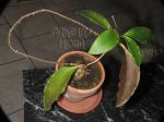 ././Photos/Plantes/Hoya_H-I-J-K-L/Mini/06SDK14-IMG_2966.JPG