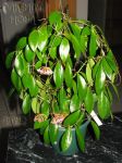 ././Photos/Plantes/Hoya_H-I-J-K-L/Mini/06halophP-IMG_2210.jpg