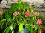 ././Photos/Plantes/Hoya_H-I-J-K-L/Mini/06halophP-IMG_3176.jpg