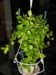 ././Photos/Plantes/Hoya_H-I-J-K-L/Mini/06heu-IMG_0938.JPG