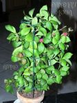 ././Photos/Plantes/Hoya_H-I-J-K-L/Mini/06heusch-IMG_4611.jpg