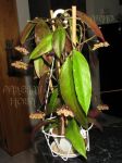 ././Photos/Plantes/Hoya_H-I-J-K-L/Mini/06klo-IMG_4196.JPG