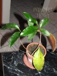 ././Photos/Plantes/Hoya_H-I-J-K-L/Mini/06kloSDK14-IMG_9080.JPG