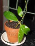 ././Photos/Plantes/Hoya_H-I-J-K-L/Mini/06kuhlii-IMG_7288.jpg