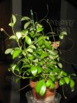 ././Photos/Plantes/Hoya_H-I-J-K-L/Mini/06ley-IMG_7857.JPG