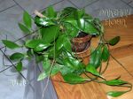 ././Photos/Plantes/Hoya_H-I-J-K-L/Mini/06litoral-IMG_1917.jpg