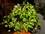 ././Photos/Plantes/Hoya_H-I-J-K-L/Mini/07lac0602-IMG_3069.jpg