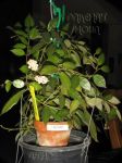 ././Photos/Plantes/Hoya_H-I-J-K-L/Mini/07laclac-IMG_3885.jpg