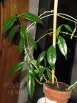 ././Photos/Plantes/Hoya_H-I-J-K-L/Mini/08hal-IMG_1678.JPG