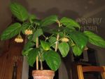 ././Photos/Plantes/Hoya_H-I-J-K-L/Mini/09las-IMG_3709a.jpg