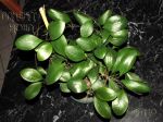 ././Photos/Plantes/Hoya_H-I-J-K-L/Mini/09lucard-IMG_9621.jpg