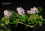 ././Photos/Plantes/Hoya_H-I-J-K-L/Mini/1172314_518985224850842_709748650_o.jpg