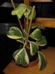 ././Photos/Plantes/Hoya_H-I-J-K-L/Mini/15kerA-IMG_0802.JPG