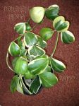 ././Photos/Plantes/Hoya_H-I-J-K-L/Mini/15kerrV-IMG_6669.jpg