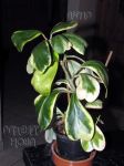 ././Photos/Plantes/Hoya_H-I-J-K-L/Mini/15kerriiA-IMG_2122.jpg