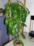 ././Photos/Plantes/Hoya_H-I-J-K-L/Mini/16impBk-IMG_2626.jpg