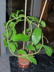 ././Photos/Plantes/Hoya_H-I-J-K-L/Mini/16imperPka-IMG_2551.jpg